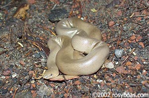 Charina bottae - Rubber boa