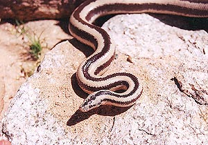 L. t. trivirgata - Mexican Rosy Boa
