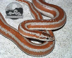 L. t. gracia - Desert Rosy Boa
