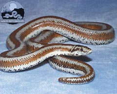 L. t. gracia - Desert Rosy Boa from Arizona