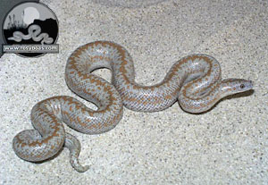 L. t. roseofusca - Coastal Rosy Boa