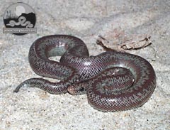 New born L. t. roseofusca