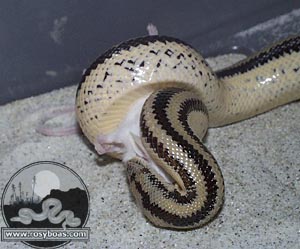 Feeding L. t. trivirgata